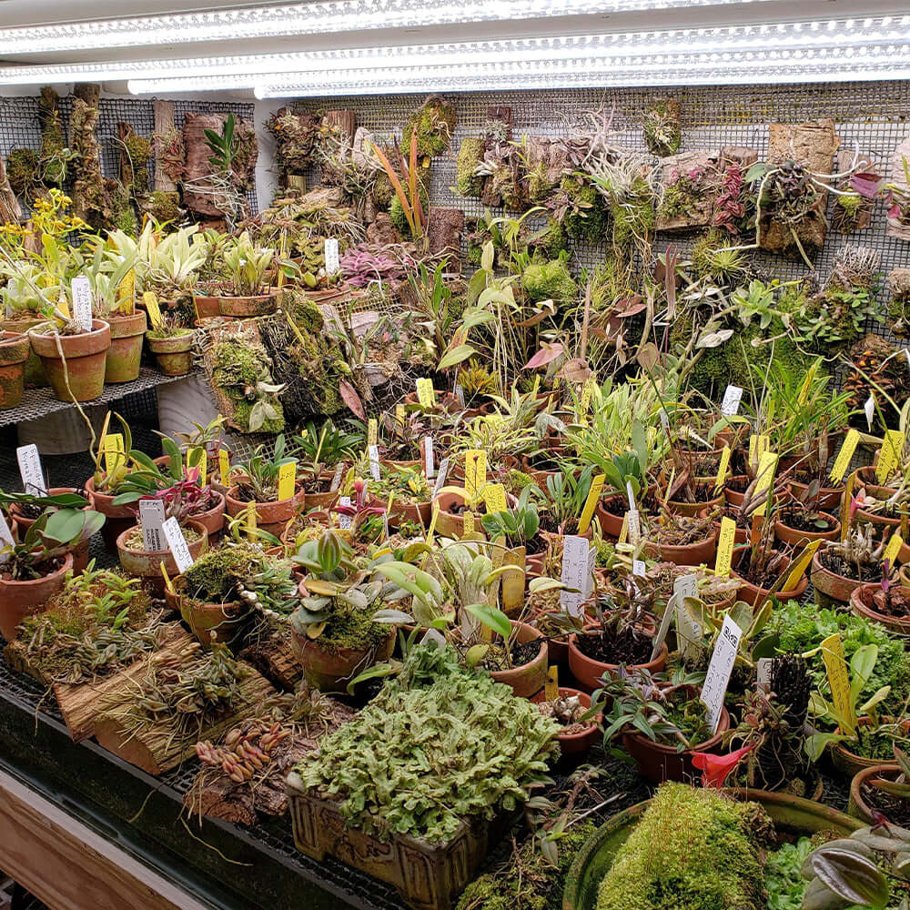 Variety of potted plants and orchids in a greenhouse, showcasing a lush indoor garden display.