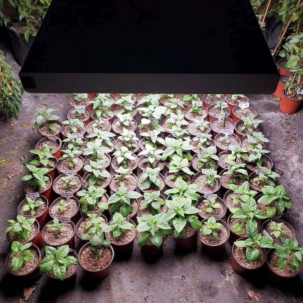 Indoor garden with numerous potted plants under an LED grow light for optimal growth.