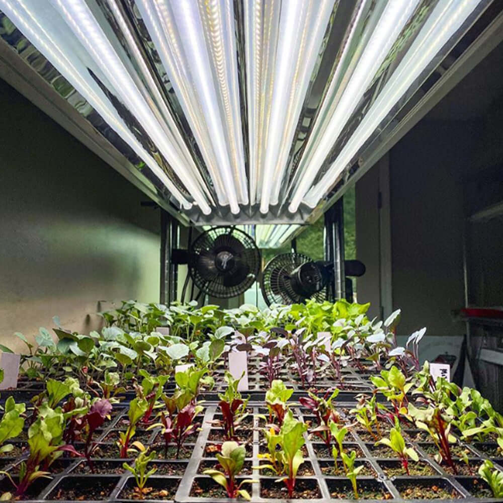 Active Grow T5 HO LED grow lamps lighting healthy seedlings in a indoor garden environment.