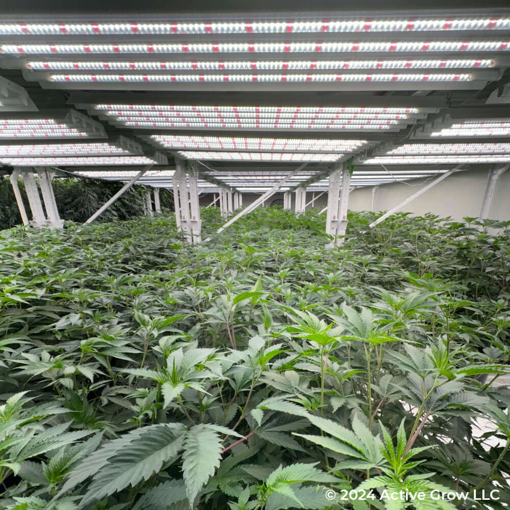 Indoor grow room with lush plants illuminated by Active Grow T5 HO 2.0 LED grow lights.