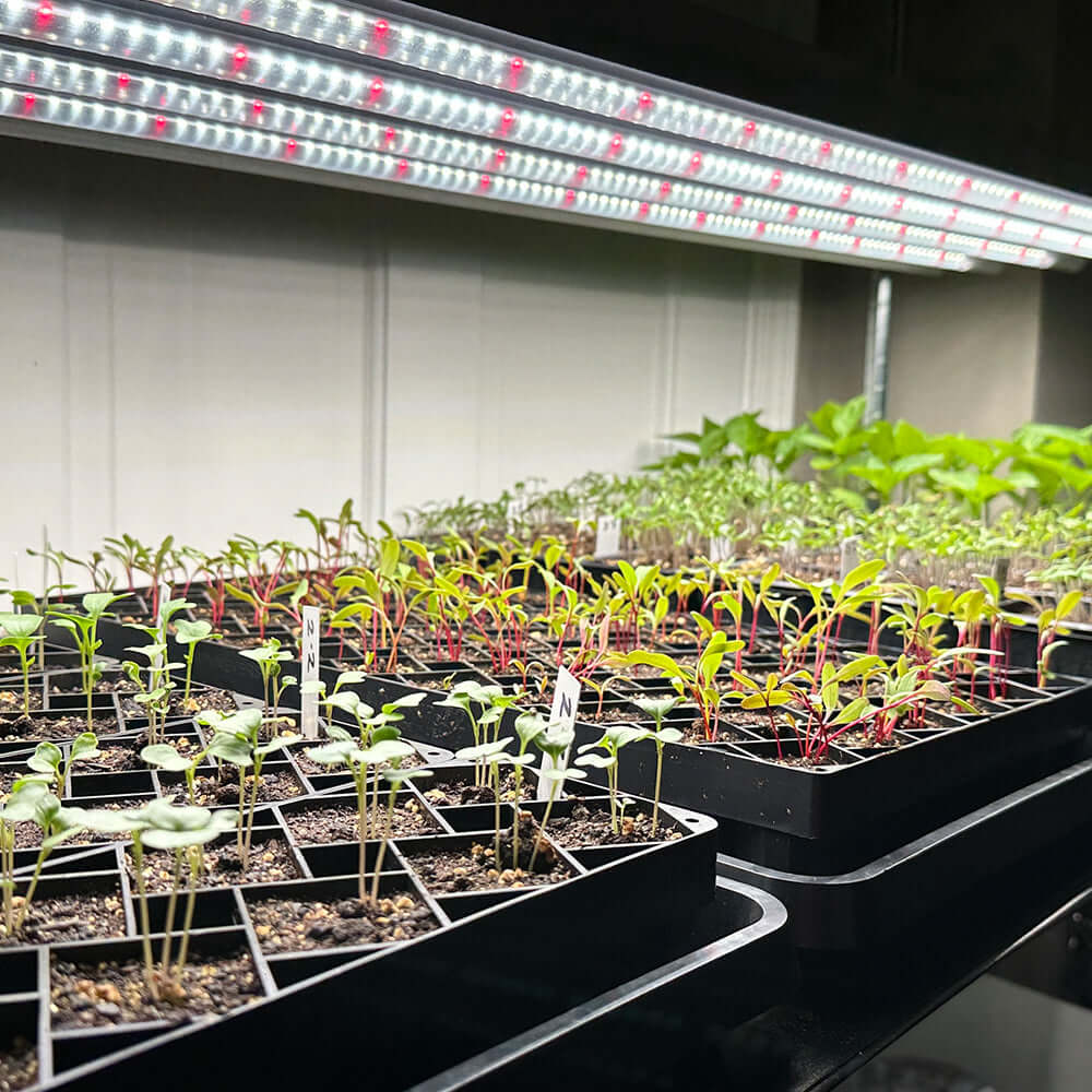 Seedlings growing under an Active Grow T5 HO 4FT LED Grow Light fixture, showcasing healthy plant development.