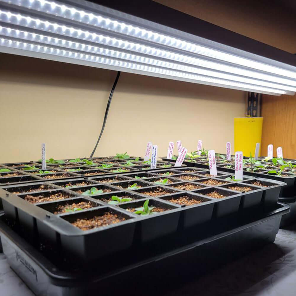 Seedlings growing under the Active Grow T5 HO 4FT LED grow light fixture in a planting tray.