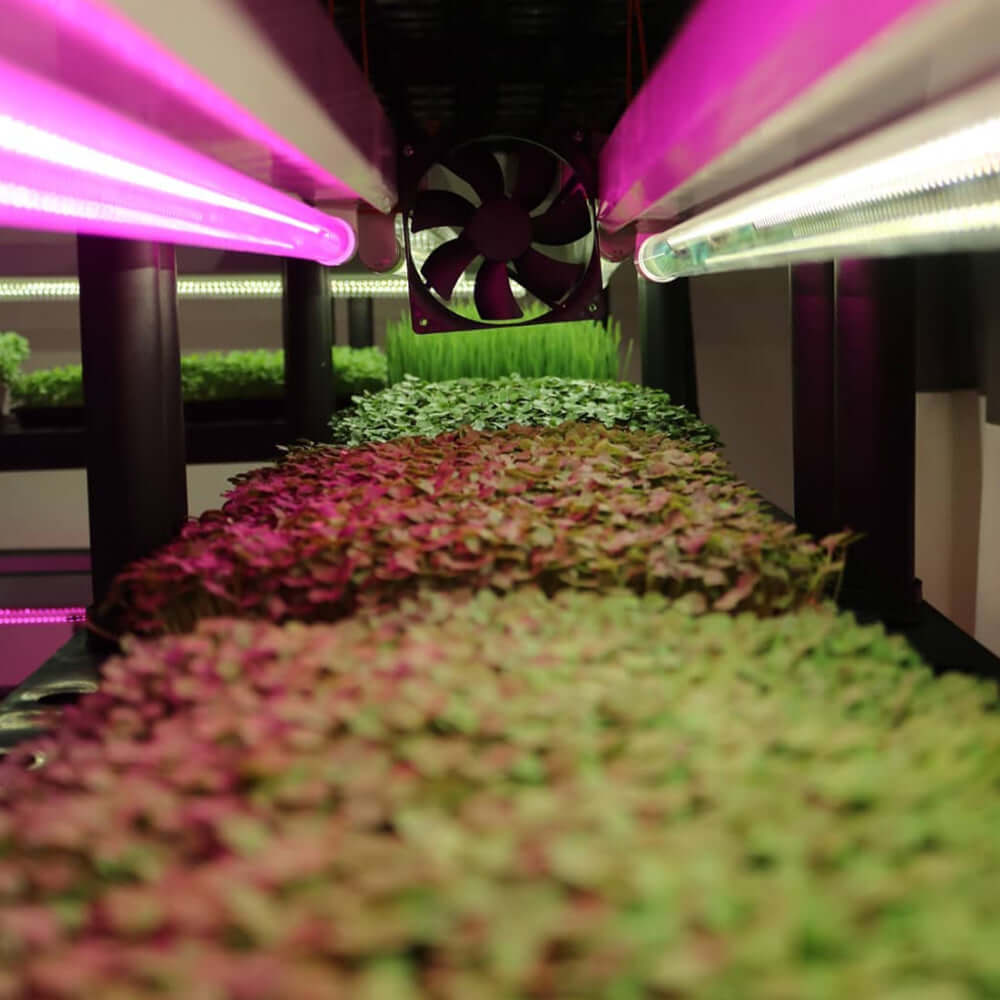 Vibrant green microgreens growing under pink LED grow lights in a hydroponic system.