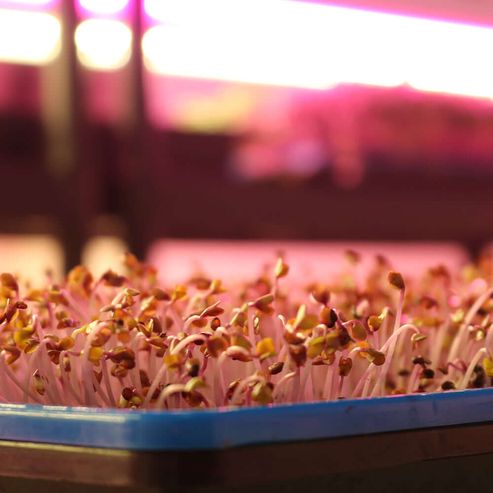 Tray of freshly germinated sprouts under pink LED grow lights in a hydroponic setup.