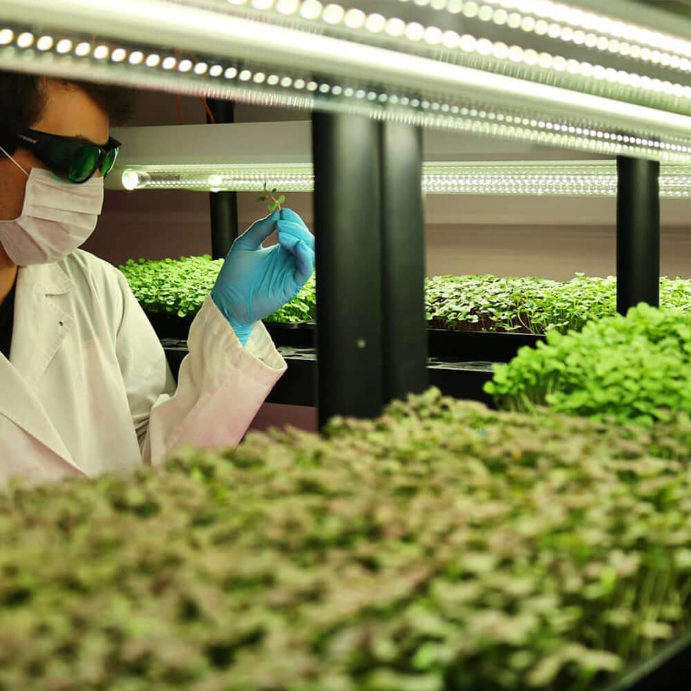 Person in lab coat tending to microgreens under LED grow lights in a controlled environment.