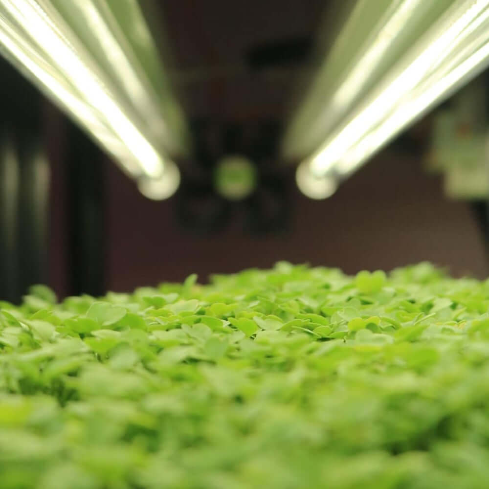 Healthy seedlings growing under T8 HO LED grow lamps for optimal light exposure and growth.