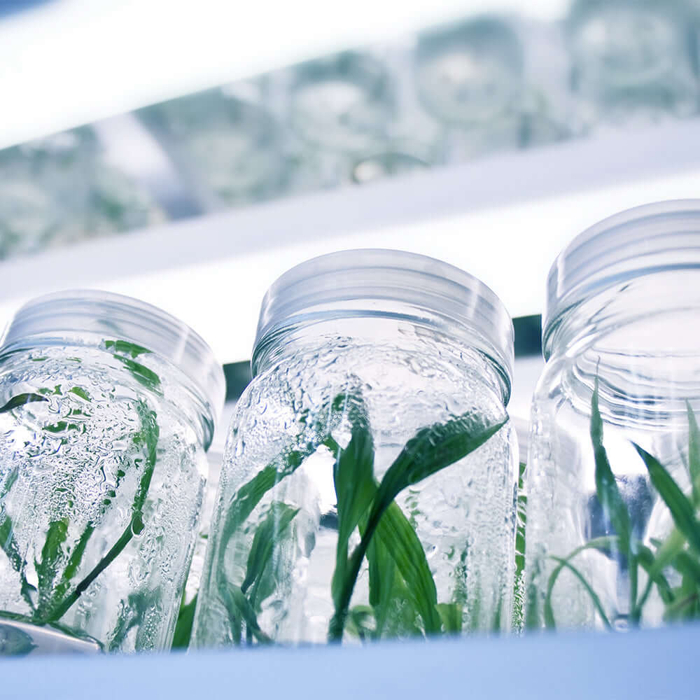 Glass jars with water and green plants inside, illuminated by LED lights.