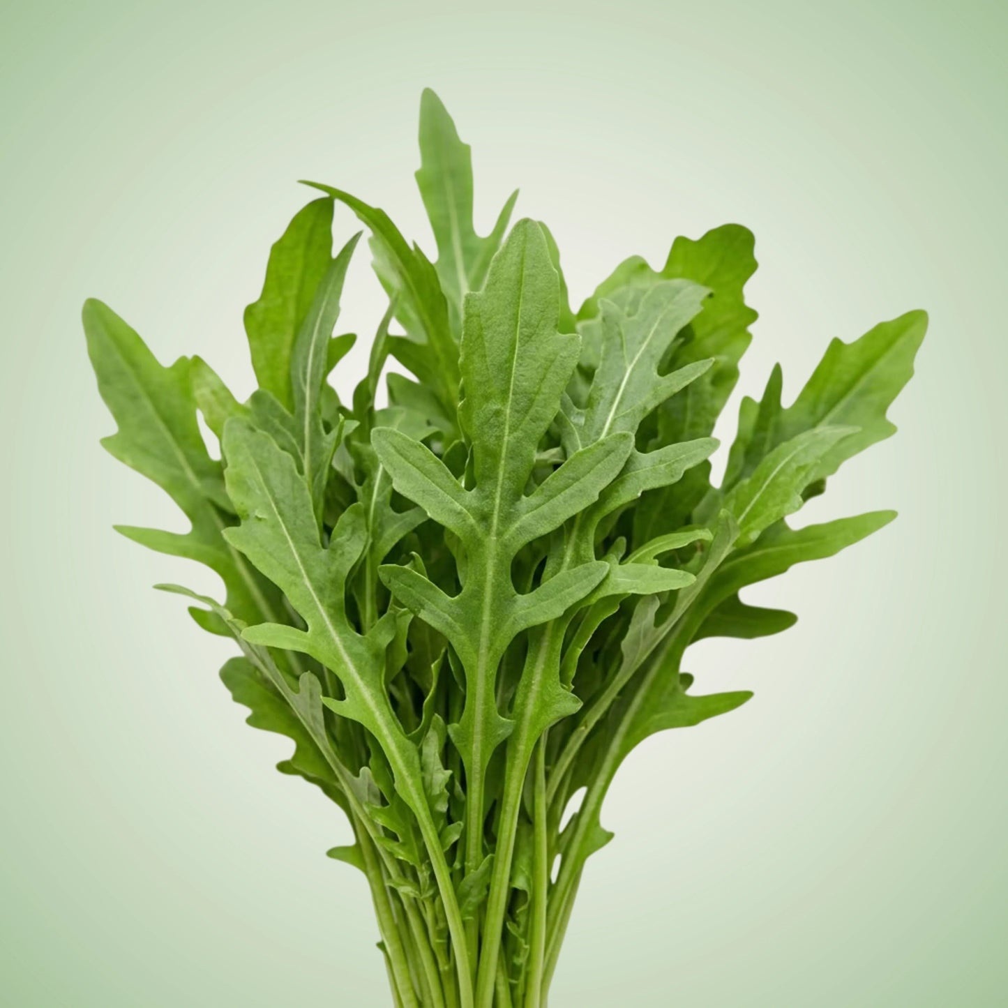 Aquager Technologies Arugula (Astro) (4x)