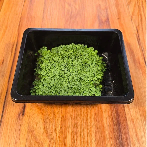 Aquager Technologies Basil (Genovese)