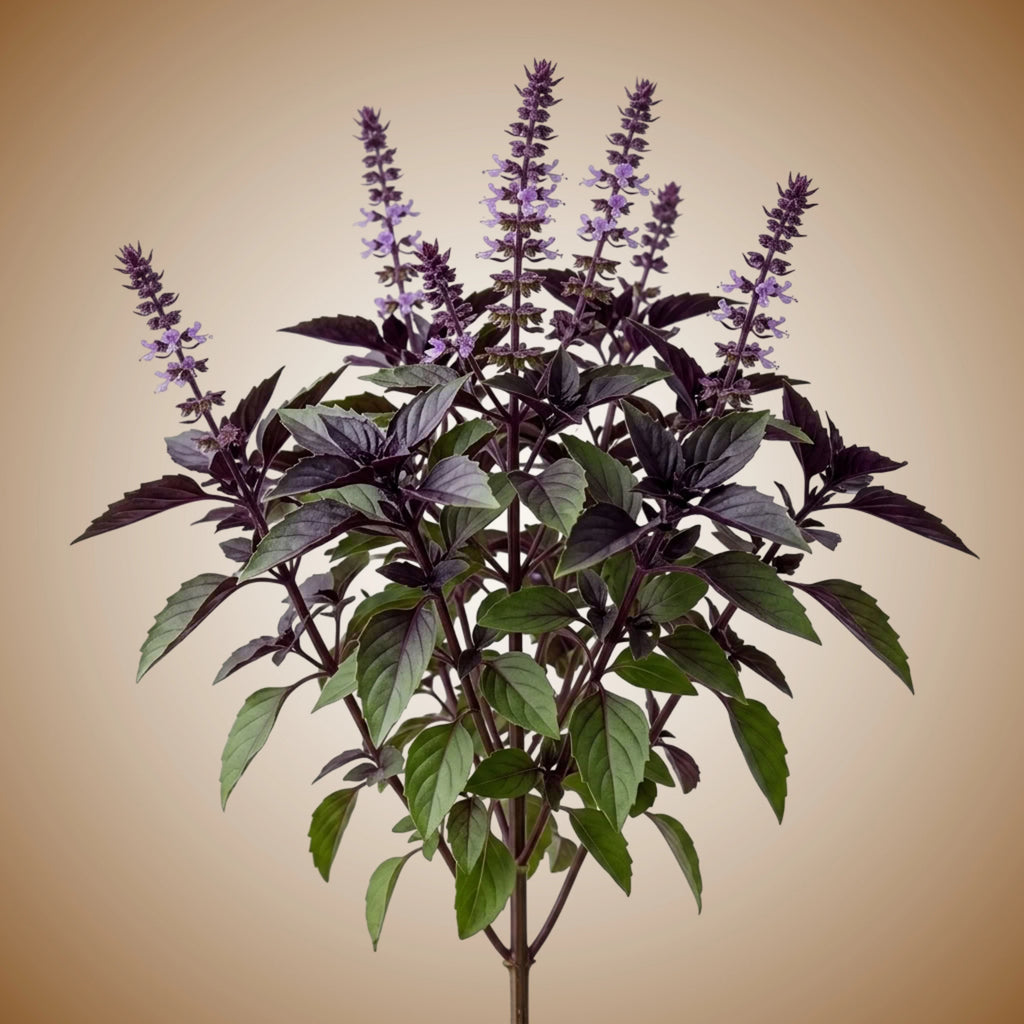 Aquager Technologies Basil (Aromatto) (4x)