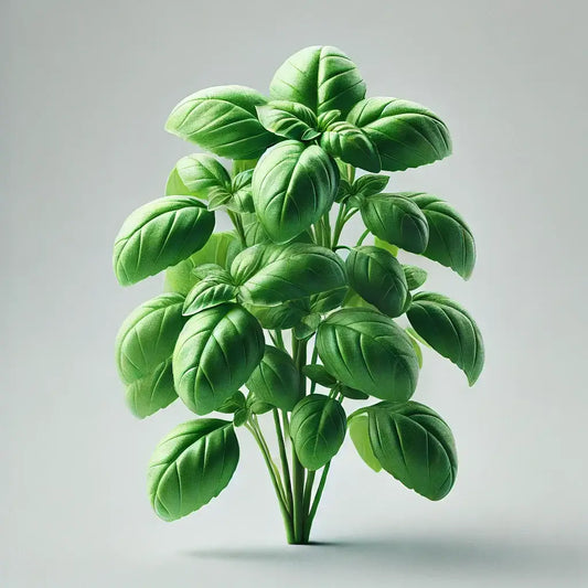 Aquager Technologies Basil (Aya Prospera) (4x)