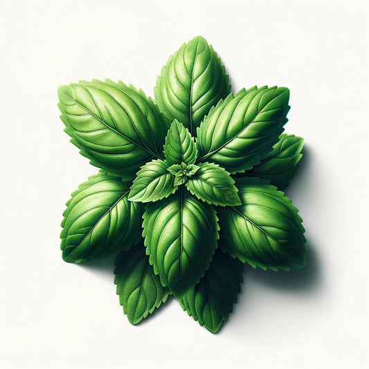 Aquager Technologies Basil (Holy (Kapoor Tulsi)) (4x)