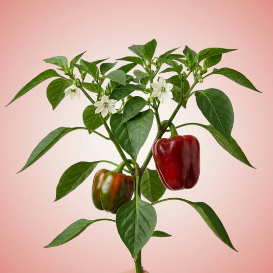 Aquager Technologies Pepper (Bell) (4x)