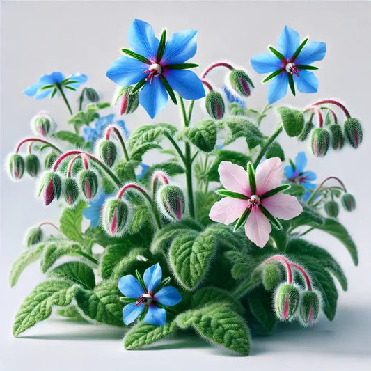 Aquager Technologies Borage (4x)