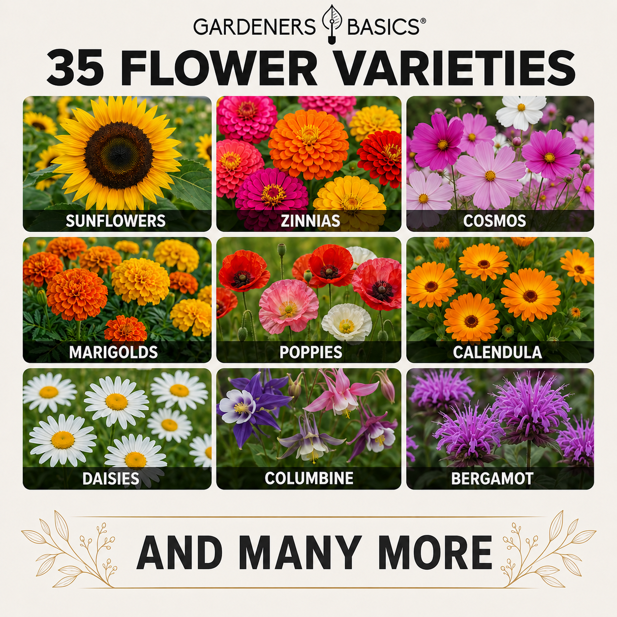 Gardeners Basics Wildflower Perennial & Annual Flower Seed Kit | 35
