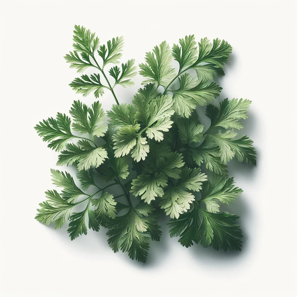 Aquager Technologies Chervil (Fine Curled) (4x)