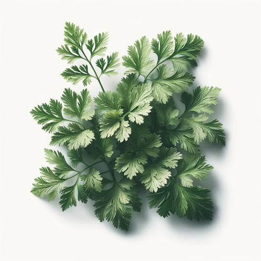 Aquager Technologies Chervil (Fine Curled) (4x)