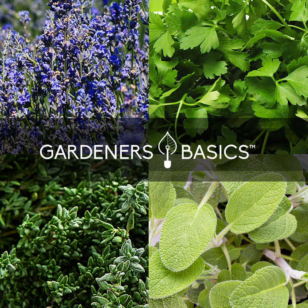 Gardeners Basics Popular Herb Seeds for Planting | 35 Variety Pack