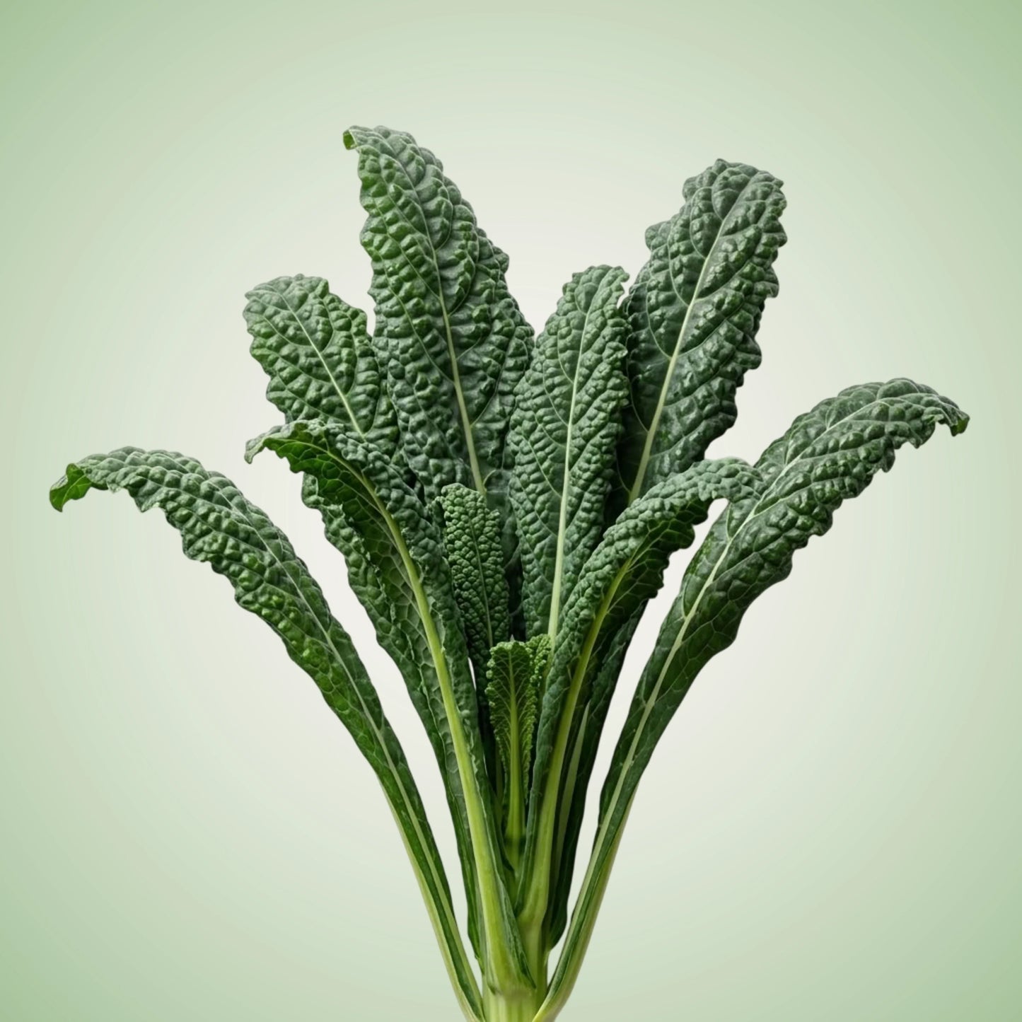 Aquager Technologies Kale (Mamba) (4x)