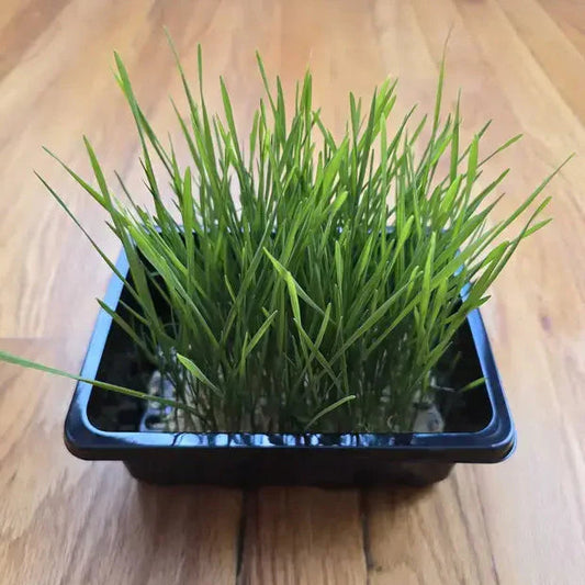 Aquager Technologies Wheatgrass