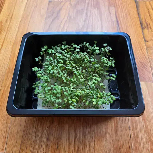 Aquager Technologies Mustard (Red Giant)