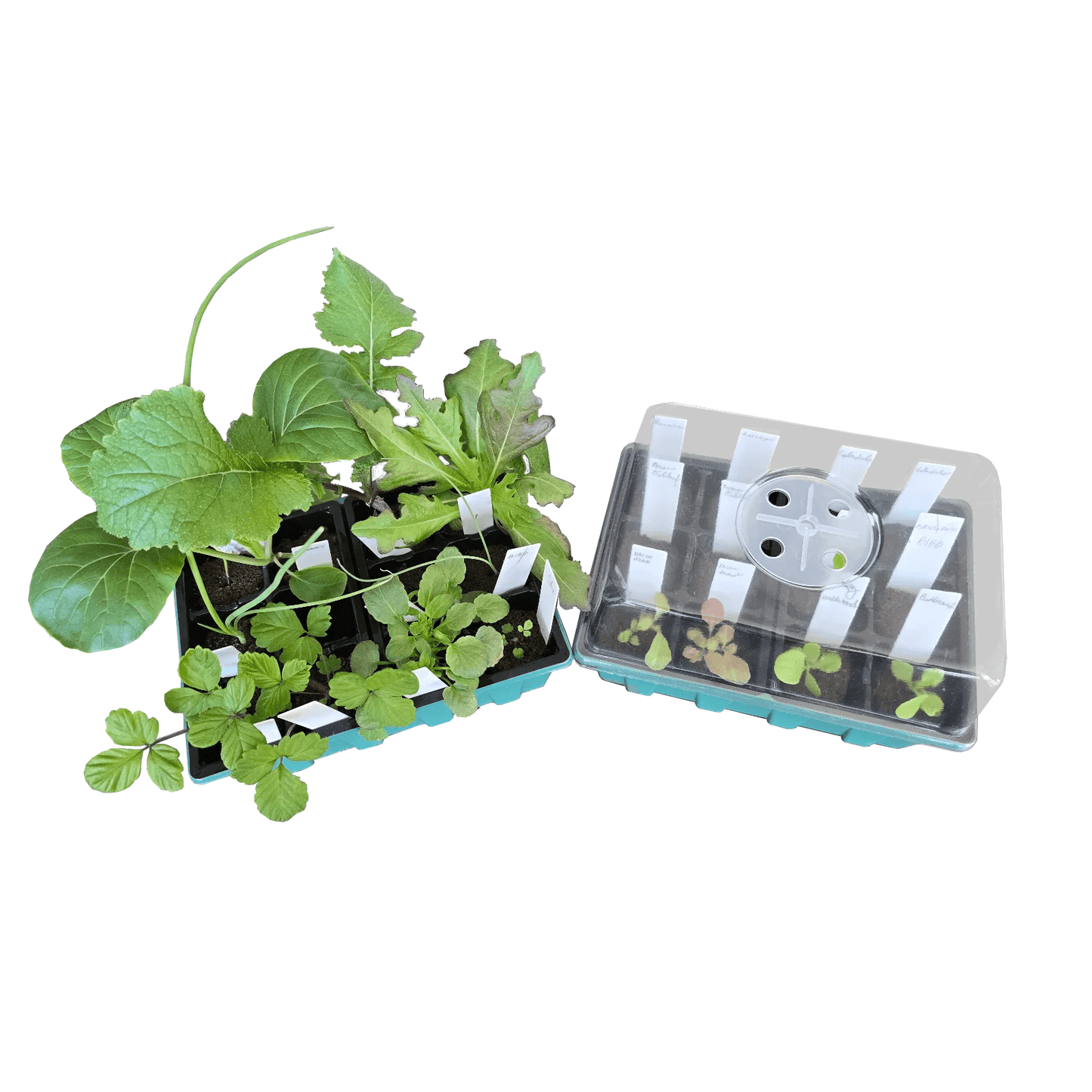 Aquager Technologies Germination Nursery