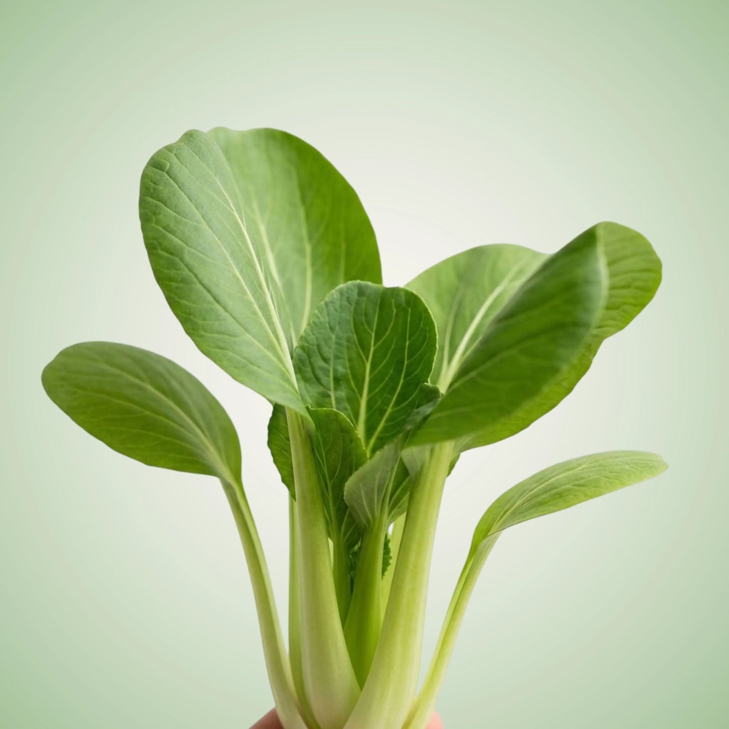 Aquager Technologies Bok Choy (Little Shanghai) (4x)