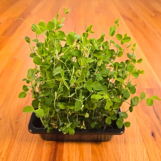 Aquager Technologies Pea Shoots (Field)