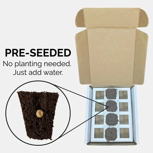 Aquager Technologies Thyme (Summer) (4x) product image 2