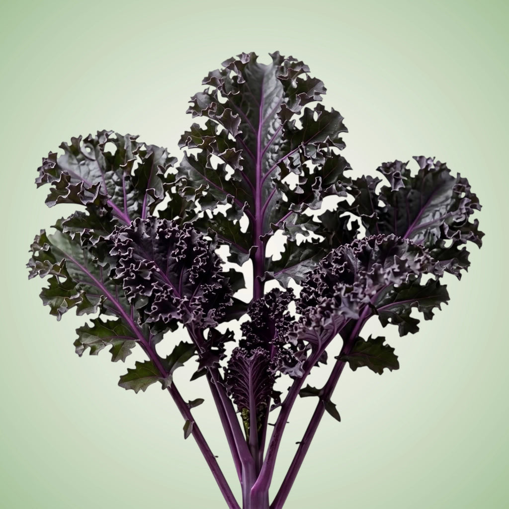 Aquager Technologies Kale (FriseÌ Rouge) (4x)