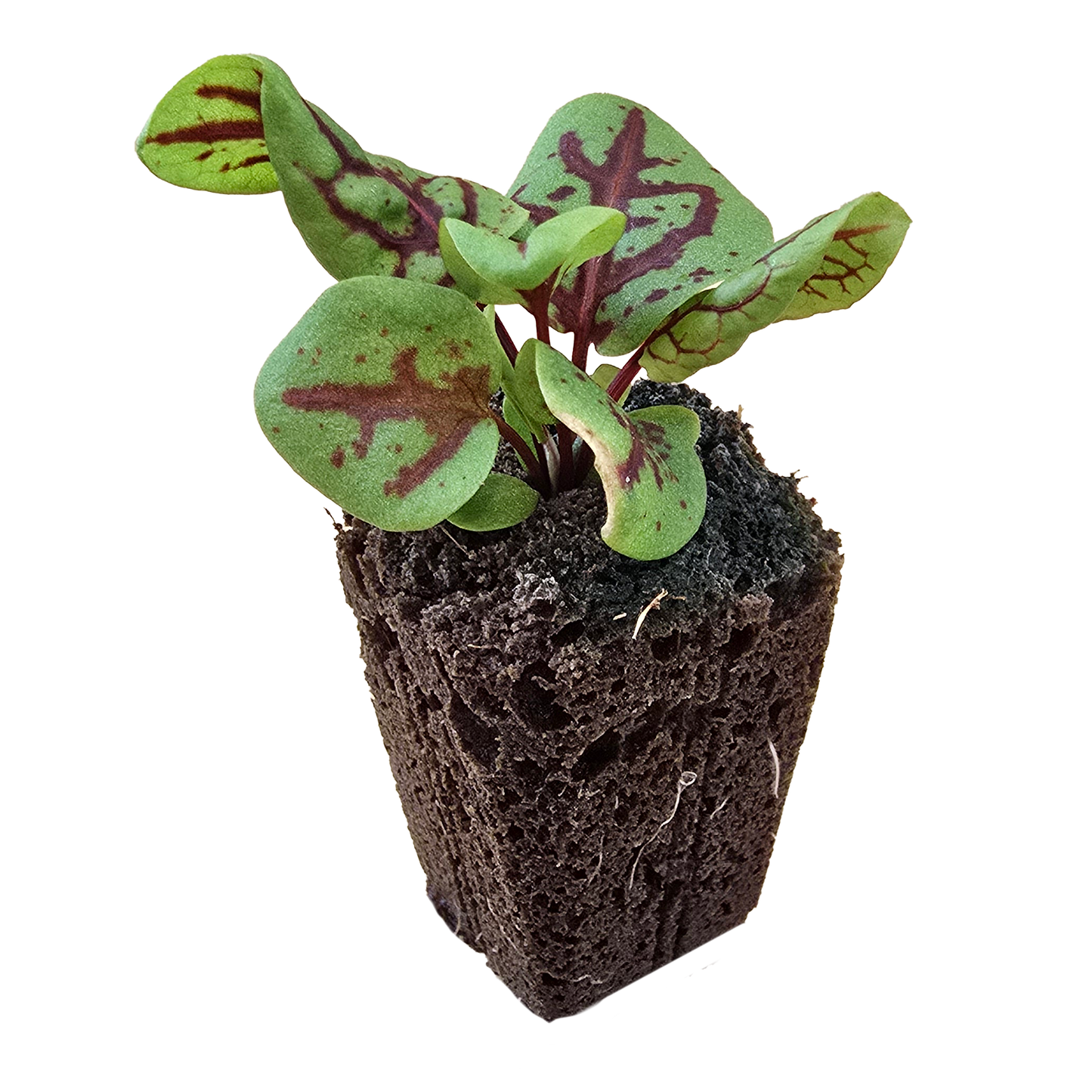 Aquager Technologies Sorrel (Red Veined) (4x)
