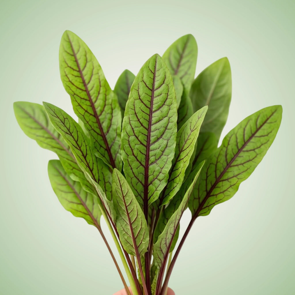 Aquager Technologies Sorrel (Red Veined) (4x)