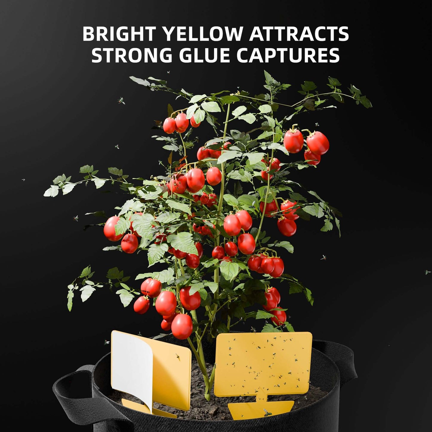 Yellow sticky traps near tomato plant for pest control, showcasing strong glue and effective attraction.