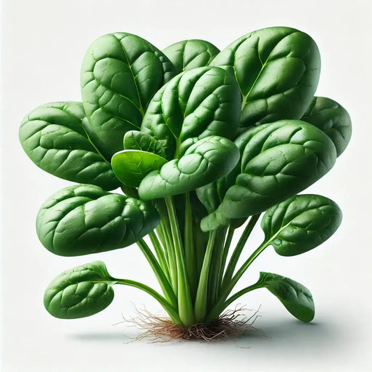 Aquager Technologies Spinach (Space) (4x)