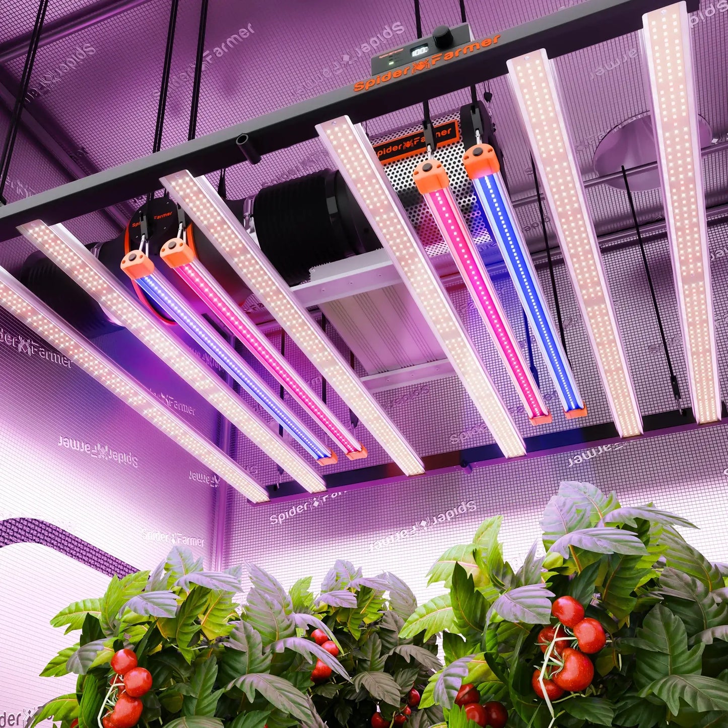 Spider Farmer UV30 & IR16 LED grow light bar set with new plants growing underneath.