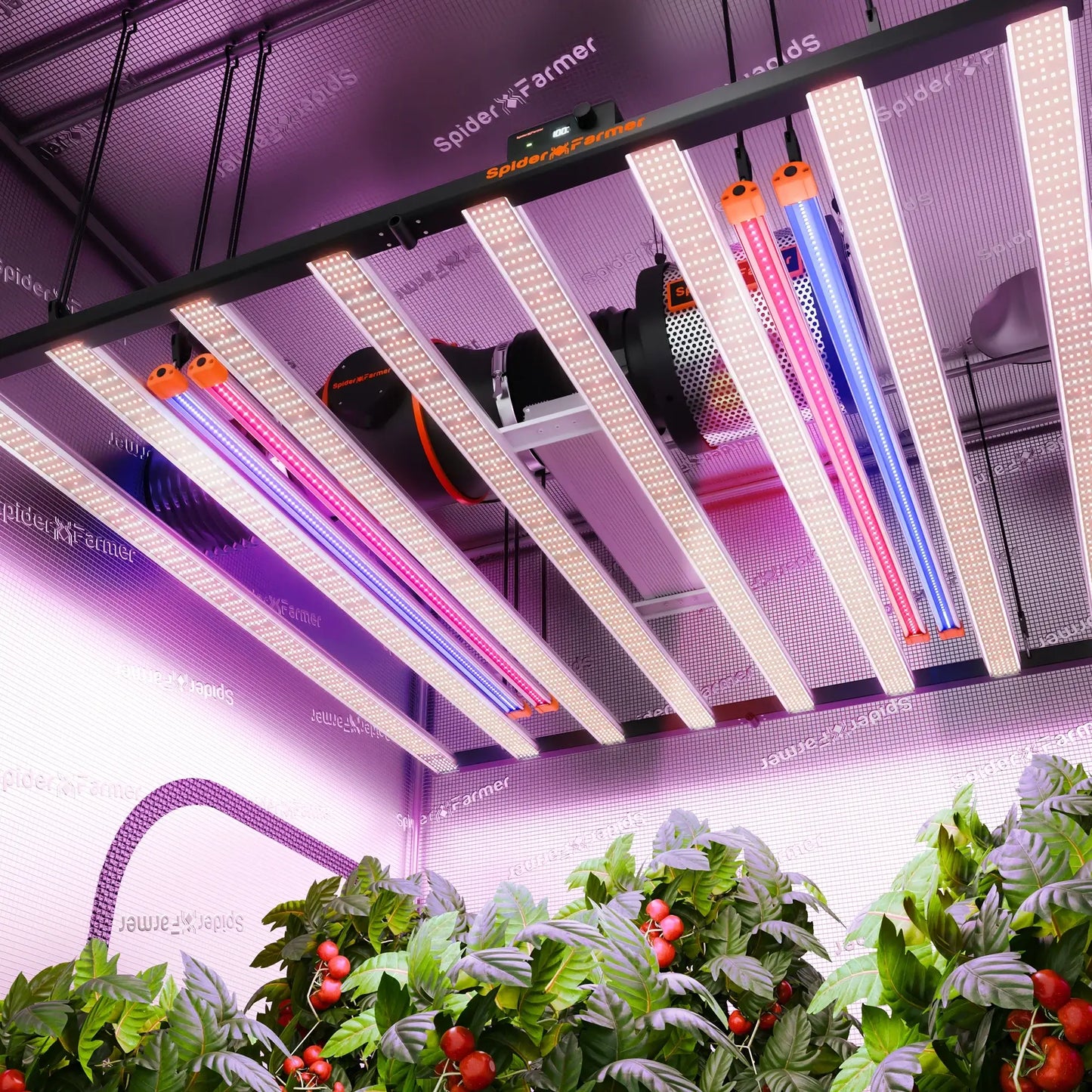 Spider Farmer UV60 & IR30 LED grow light bar set above lush green plants indoors, showcasing bright UV and infrared lighting.