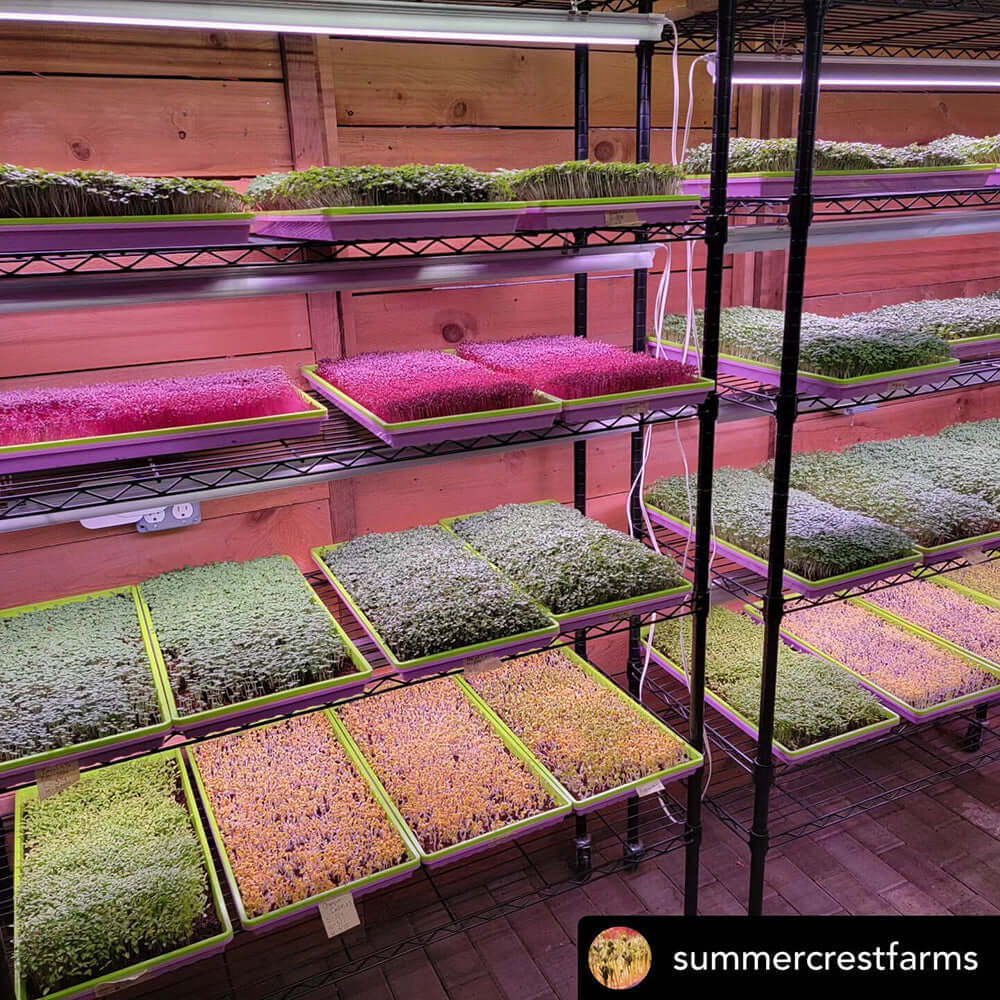 Active Grow 1020 Heavy Duty Microgreen Trays - Shallow w/ Holes product image 5