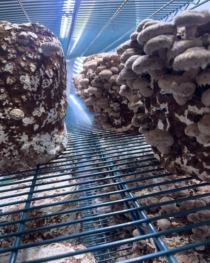 Active Grow Integrated Strip T5 4FT LED Mushroom Grow Light (54W Eqv.) product image 9