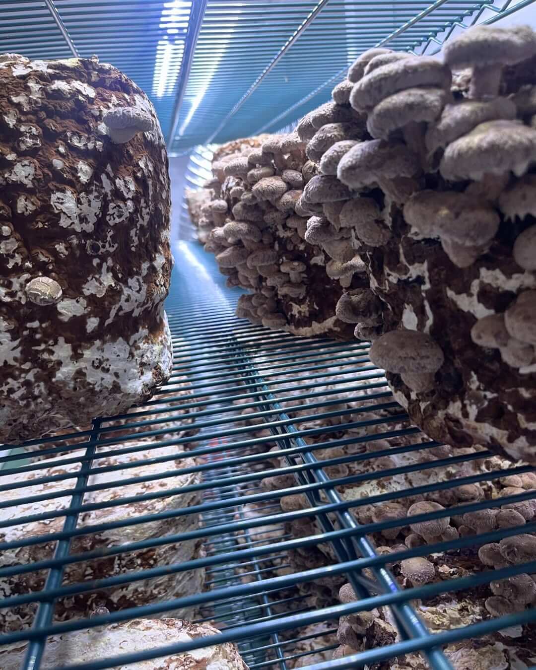 Active Grow Integrated Strip T5 4FT LED Mushroom Grow Light (54W Eqv.) product image 9