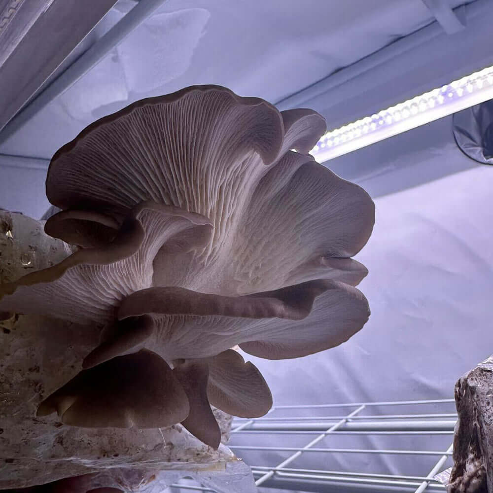 Active Grow Mushroom Fruiting & Incubation 3-Tier Walden White LED product image 11