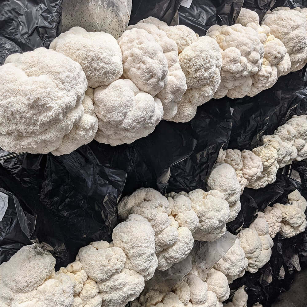 Active Grow Mushroom Fruiting & Incubation 3-Tier Walden White LED product image 13
