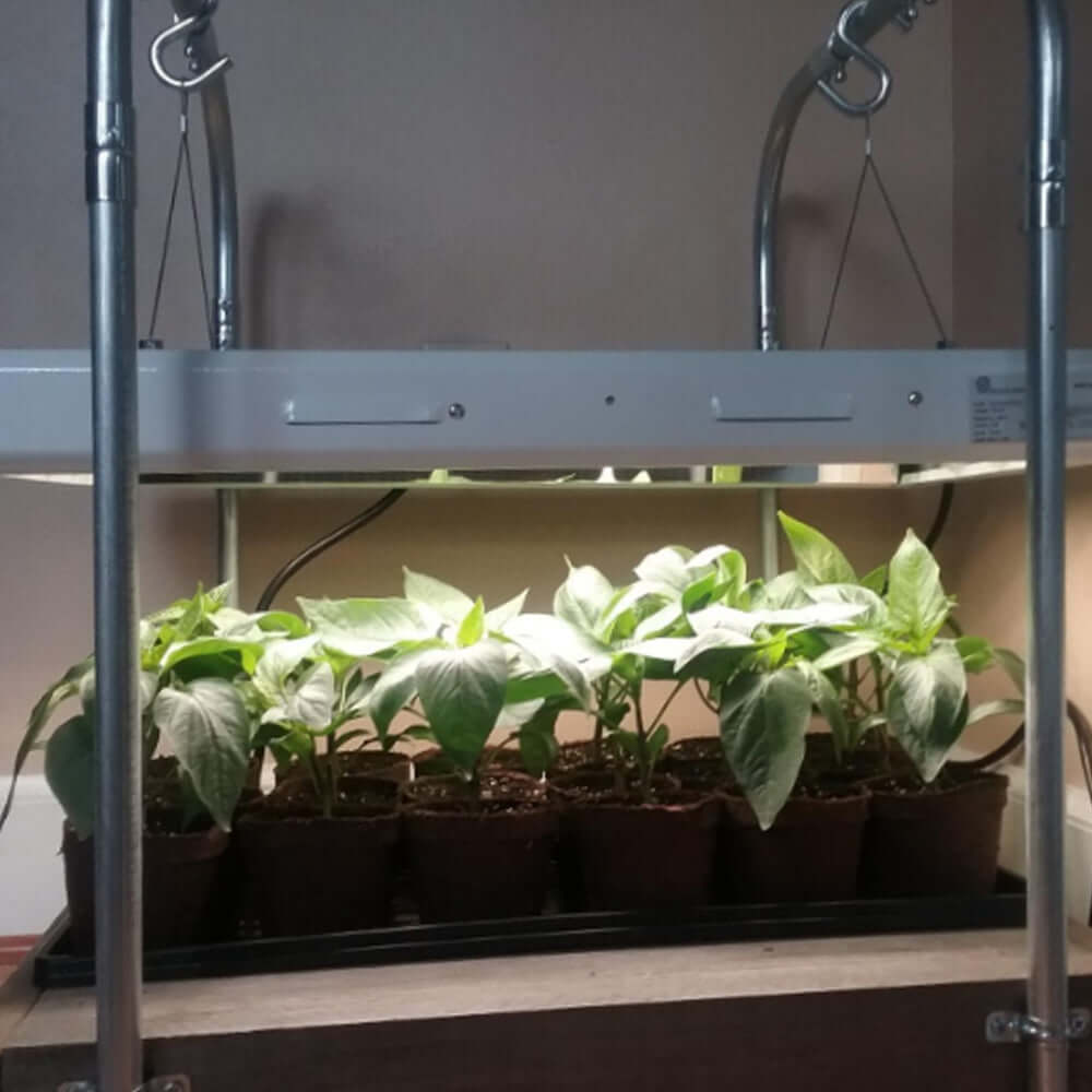 Active Grow T5 HO Plug & Play 2FT LED Grow Lamp (24W Eqv.) - Sun White product image 4