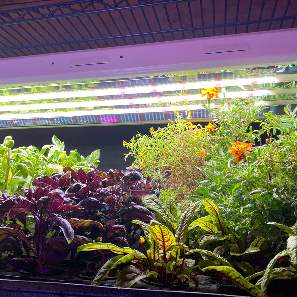 Active Grow T5 HO Plug & Play 4FT LED Grow Lamp (54W Eqv.) - Sun White product image 4