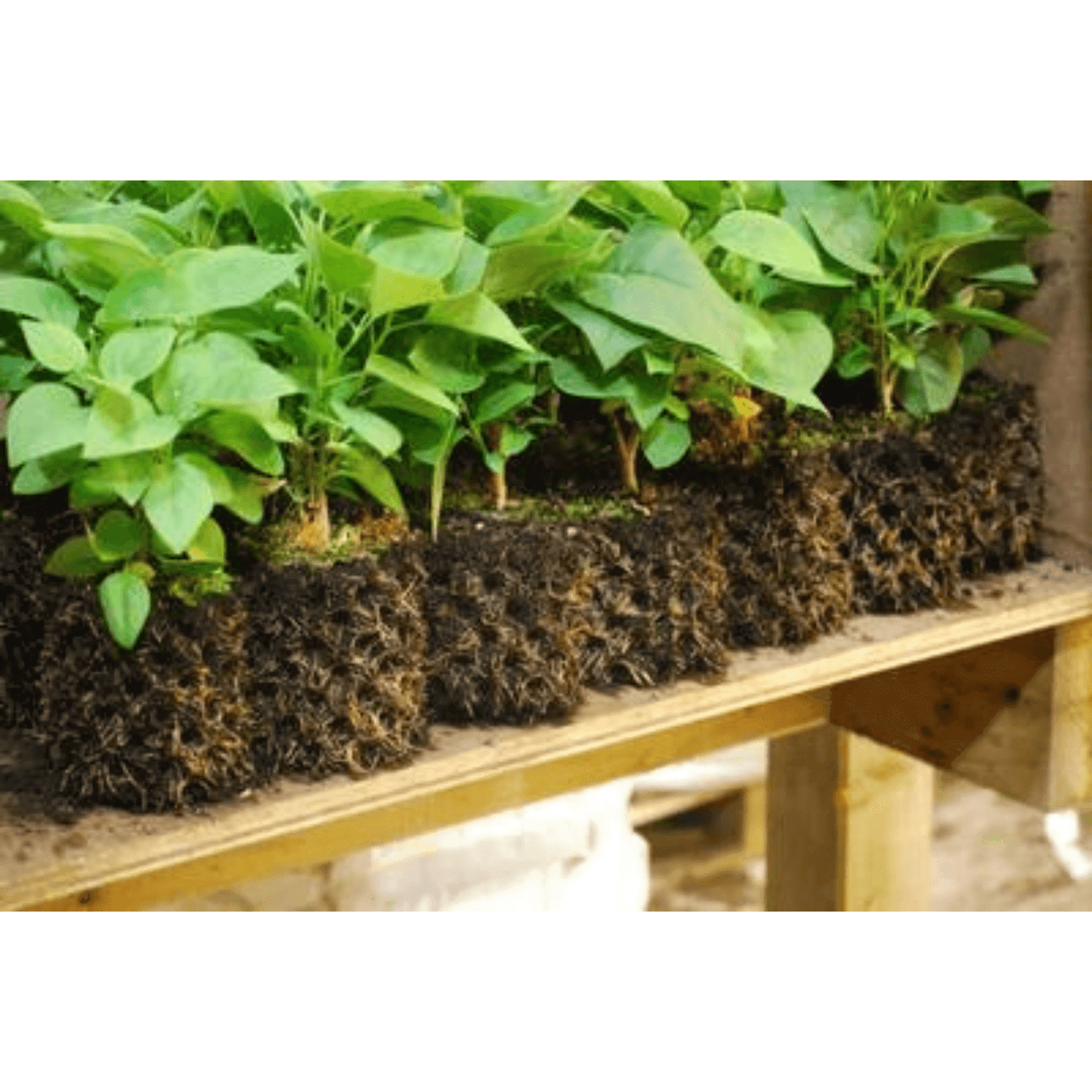 Plants with exposed roots demonstrating air-pruning technique in Air-Pot 1.4 gallon air pruning pots on a wooden table.