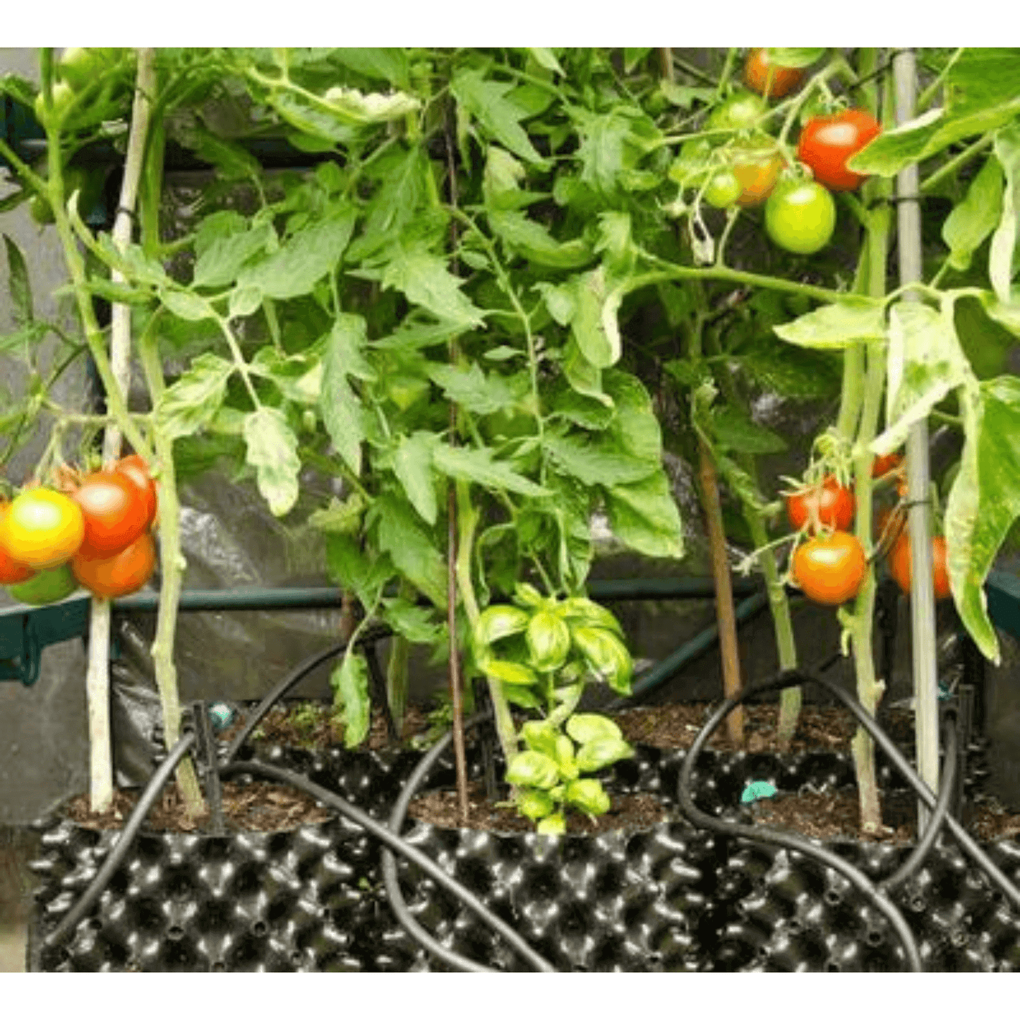 Air-Pot #2 air pruning pots with thriving tomato plants, showcasing enhanced root health and growth stimulation.