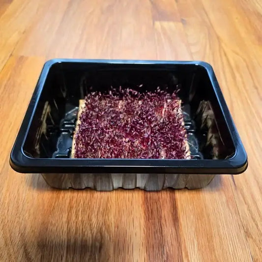 Aquager Technologies Amaranth (Garnet Red) product image 1