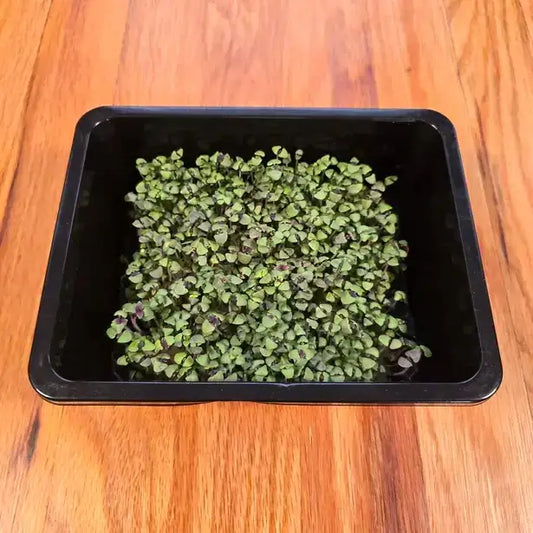 Aquager Technologies Basil (Bicolor) product image 1