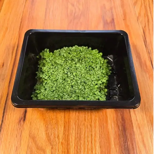 Aquager Technologies Basil (Genovese) product image 1