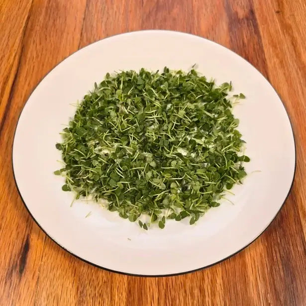 Aquager Technologies Basil (Genovese) product image 2