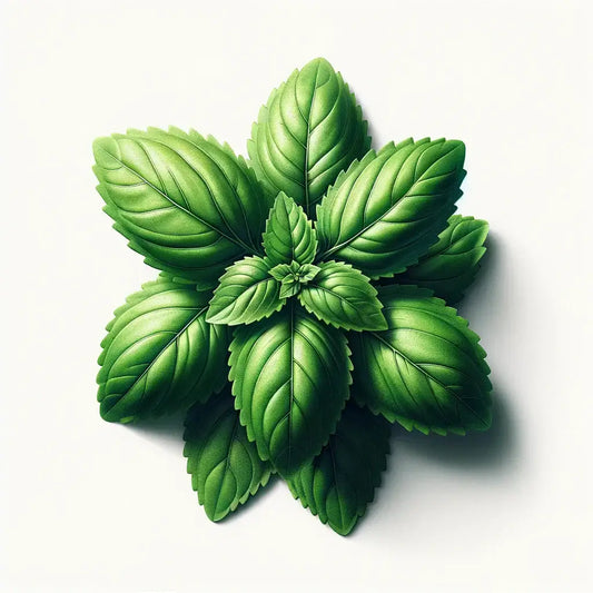 Aquager Technologies Basil (Holy (Kapoor Tulsi)) (4x) product image 1